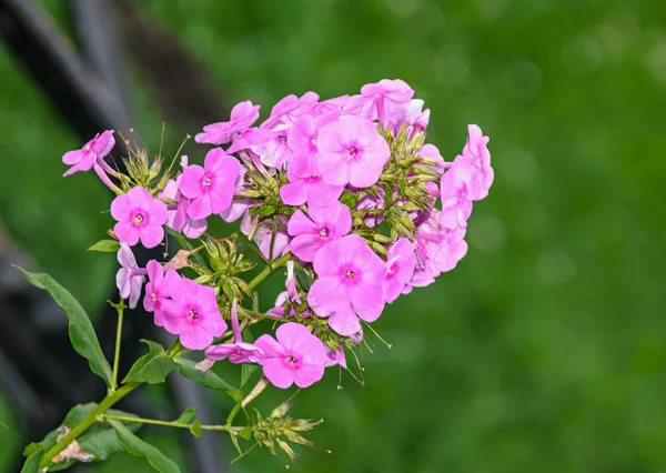 Huseník Nebo Rockcress Růžové Květy Zelená Bush Zblizka — Stock fotografie