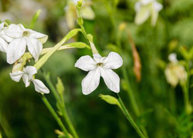 Beyaz çiçek Nicotiana alata (Regina Noptii), yeşil dal, yakın çekim.