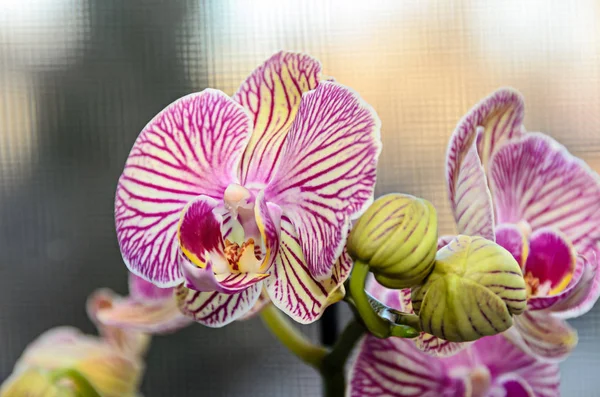 Розовая Полосатая Орхидея Ветви Фалловые Цветы Зеленые Почки Фон Окна — стоковое фото