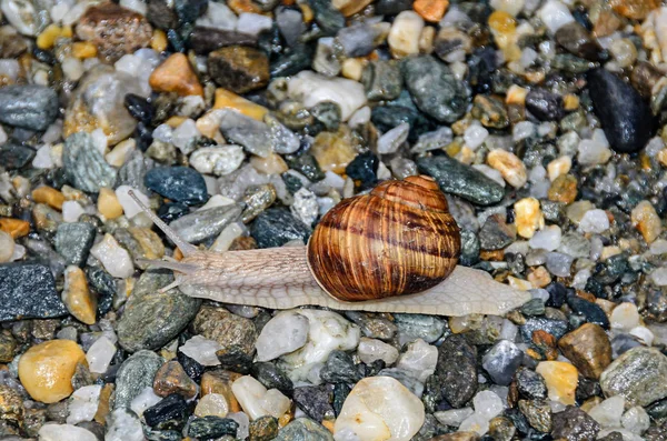 Escargot Avec Coquille Brune Sol Antennes Ouvertes Fond Rocheux Gros — Photo