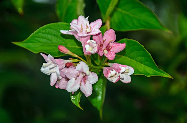 Розовый Букет Цветов Лилии Зеленый Куст Закрыть — стоковое фото