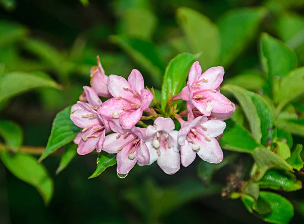 Розовый Букет Цветов Лилии Зеленый Куст Закрыть — стоковое фото