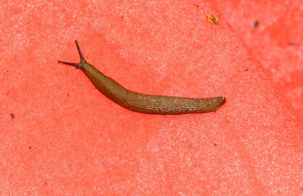 Snigel Utan Skal Den Marken Öppna Antenas Röd Bakgrund Närbild — Stockfoto