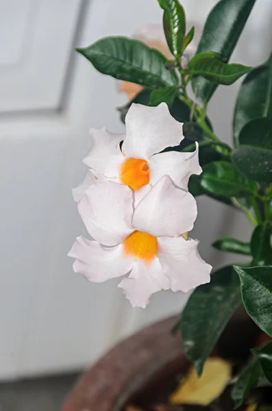 White bush flowers Mandevilla or Dipladenia, close up.  Dogbane family, Apocynaceae rocktrumpet