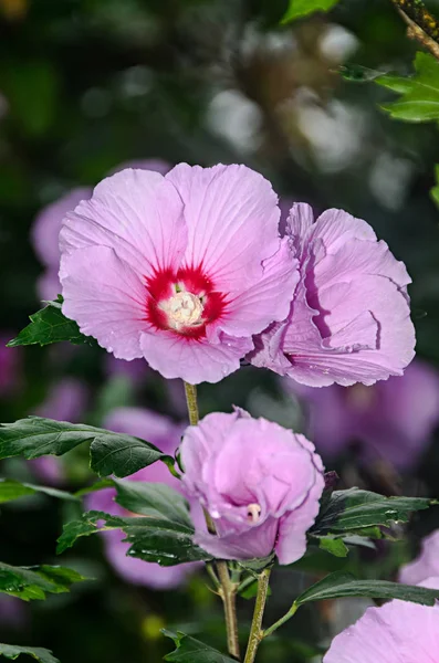 Rosa Arbusto Selvagem Hibisco Flores Folhas Verdes Rosa Malva — Fotografia de Stock