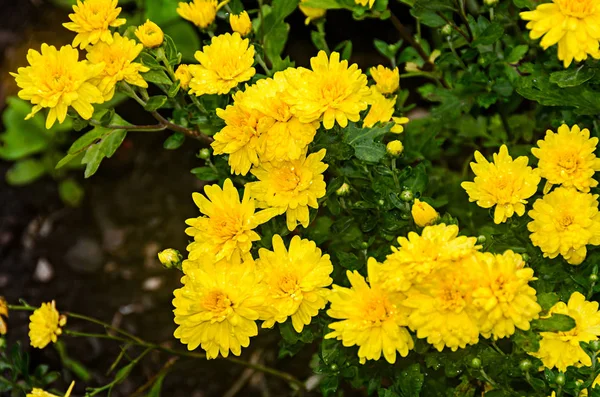 Yellow Chrysanthemums bush flowers, mums or chrysanths, close up.