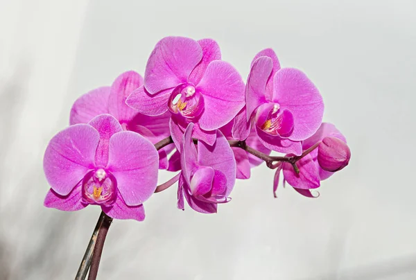 Flores phal de la rama de la orquídea rosada, primer plano, fondo de ventana — Foto de Stock