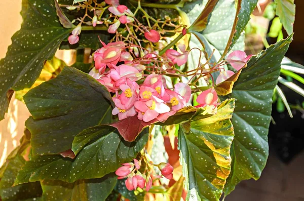Pembe Impatiens walleriana çiçekleri, yeşil yapraklar, yakın — Stok fotoğraf