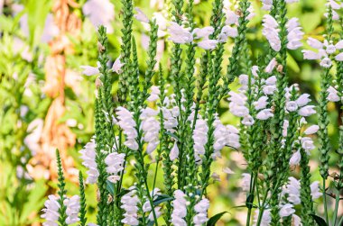 Beyaz Physostegia virginiana, Kar Tacı, yabani Whit çalıları