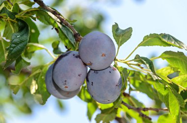 Ağaç dallarında erik meyveleri asılı erik ağacı.