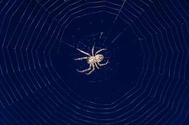 Küçük örümcek yeşil böcek yiyor, beyaz örümcek ağı, yaklaş.