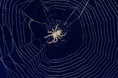 Yuvarlak beyaz örümcek ağıyla küçük örümcek ağı