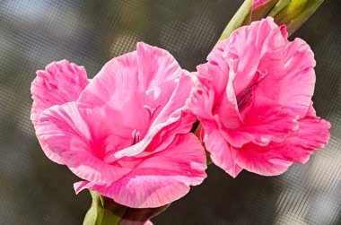 Pembe Gladiolus imbricatus çiçeği, yaklaş.