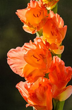 Turuncu Gladiolus imbricatus çiçeği, yaklaş.