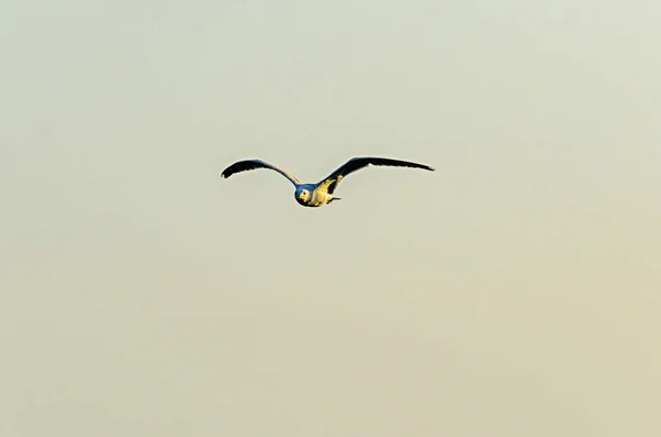 Gaviota volando en el cielo, alas abiertas, pico de cerca . — Foto de Stock