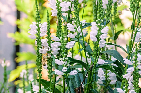 Bílá Physostegia virginiana, Sněhová koruna, keře divokých tresek — Stock fotografie