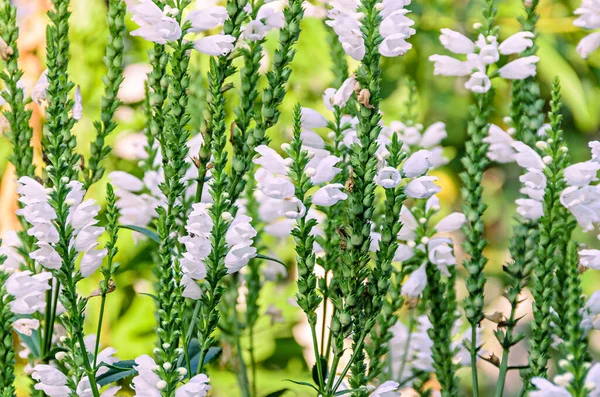 Bílá Physostegia virginiana, Sněhová koruna, keře divokých tresek — Stock fotografie