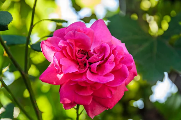 Pink rose flower, green branch plant, bokeh background. — Stock Photo, Image