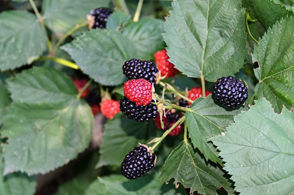 Frutos de moras colgando en arbusto verde, de cerca — Foto de Stock