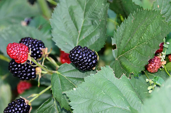 Frutos de moras colgando en arbusto verde, de cerca — Foto de Stock