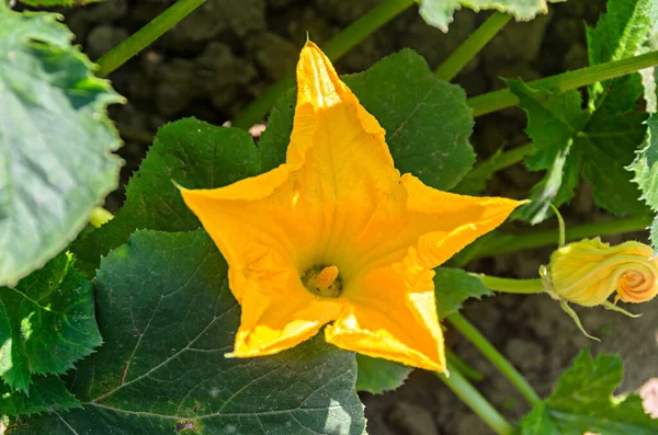 Žlutý dýňový květ, zelená zahrada — Stock fotografie