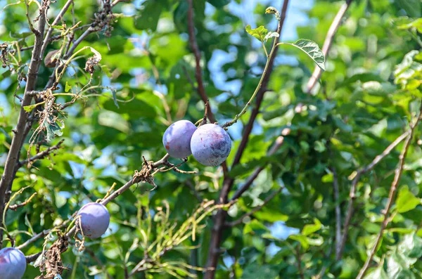 Prunus domestica árbol con ciruelas colgando de ramas, clos — Foto de Stock