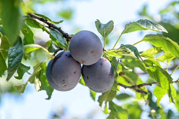 Prunus domestica árbol con ciruelas colgando de ramas, clos — Foto de Stock