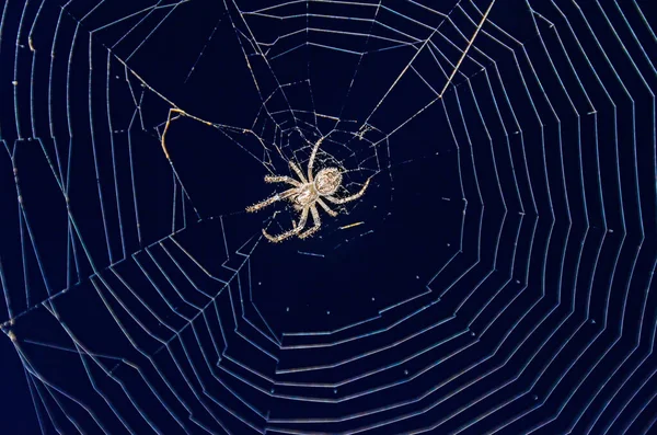 小蜘蛛与圆圆的白色蜘蛛网紧密相连 — 图库照片