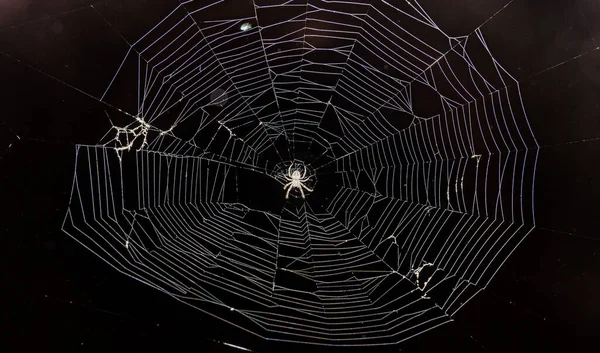 Malý pavouk zblízka s kulatou bílou pavučinou — Stock fotografie
