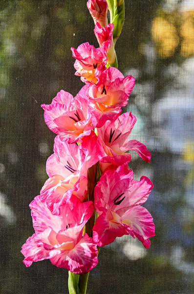 Rosa Gladiolen imbricatus Blume, Nahaufnahme — Stockfoto