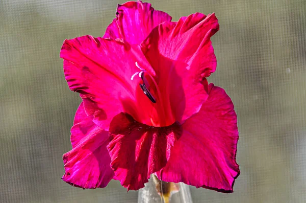 Pink Gladiolus imbricatus flower, close up — Stock Photo, Image