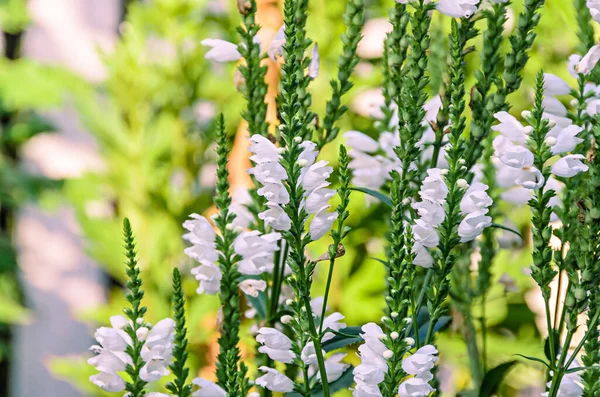 White Physostegia virginiana, Crown of Snow, кущі дикої примхи Стокове Зображення