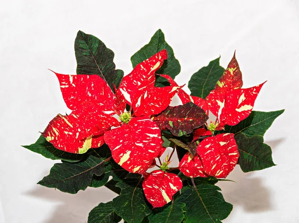 Red Spotted Christmas Flower Plant Poinsettia Close — Stock Photo, Image