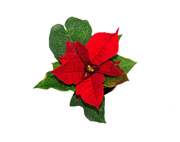 Красный Пятнистый Цветок Рождества Пуансеттия Близко — стоковое фото