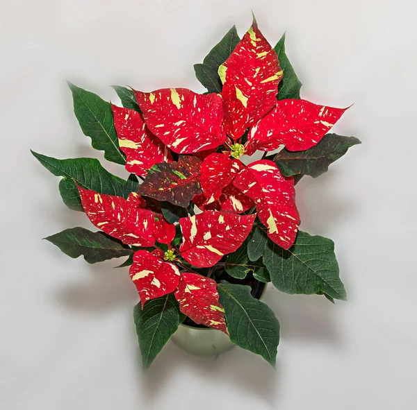 Pianta Fiori Natale Maculati Rossi Poinsettia Vicino — Foto Stock