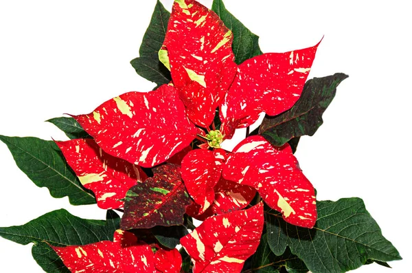 Červeně Tečkované Vánoční Květina Poinsettia Close — Stock fotografie