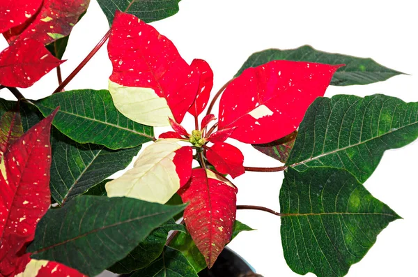 Planta Flores Navidad Manchada Roja Poinsettia Cerca —  Fotos de Stock