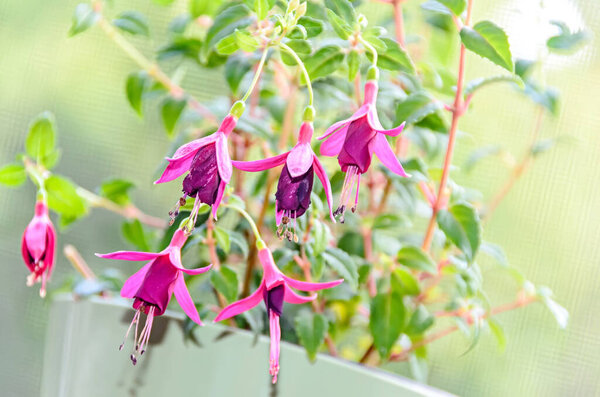 Beautiful Fuchsia flowers at window, close up natural bokeh