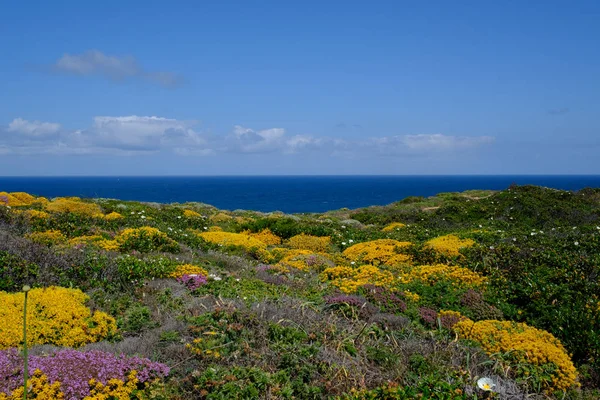Güzel sarı çiçekler Algarve kıyısında, Portekiz.