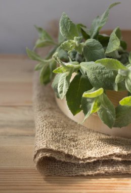 Melisa dal. Melissa yaprak. Lezzet yemek için popüler bir baharat, şifalı ot ve çay.