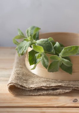 Melisa dal. Melissa yaprak. Lezzet yemek için popüler bir baharat, şifalı ot ve çay.