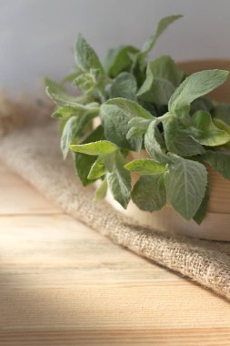 Melisa dal. Melissa yaprak. Lezzet yemek için popüler bir baharat, şifalı ot ve çay.