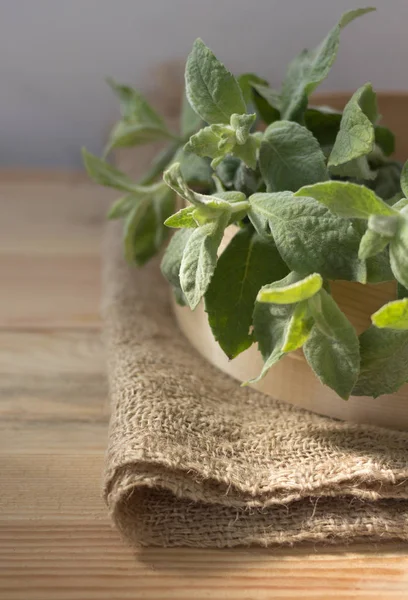 Melisa dal. Melissa yaprak. Lezzet yemek için popüler bir baharat, şifalı ot ve çay.