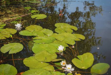 Glade beyaz nilüferler Tuna Nehri üzerinde