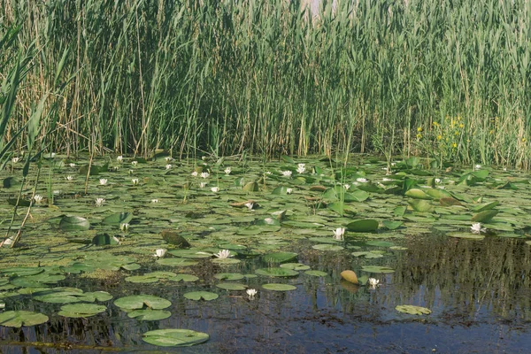 Glade de lírios de água branca no rio Danúbio — Fotografia de Stock