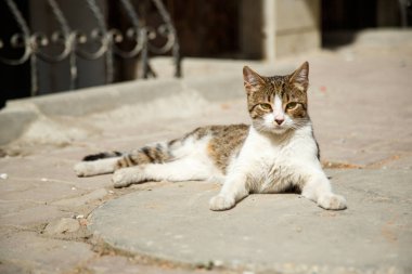 Bahar güneşi altında dinlenmek sokak kedi