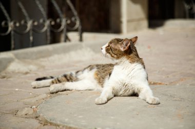Bahar güneşi altında dinlenmek sokak kedi
