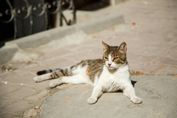 Utcai macska pihenő a tavaszi v — Stock Fotó