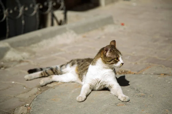 Utcai macska pihenő a tavaszi v — Stock Fotó