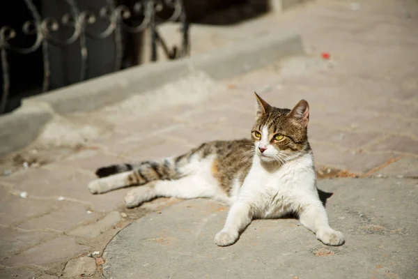 Gato de rua descansando sob o sol da primavera — Fotografia de Stock